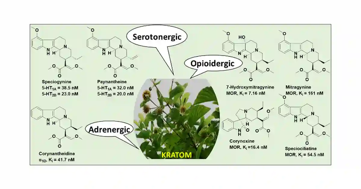 Kratom Alkaloids