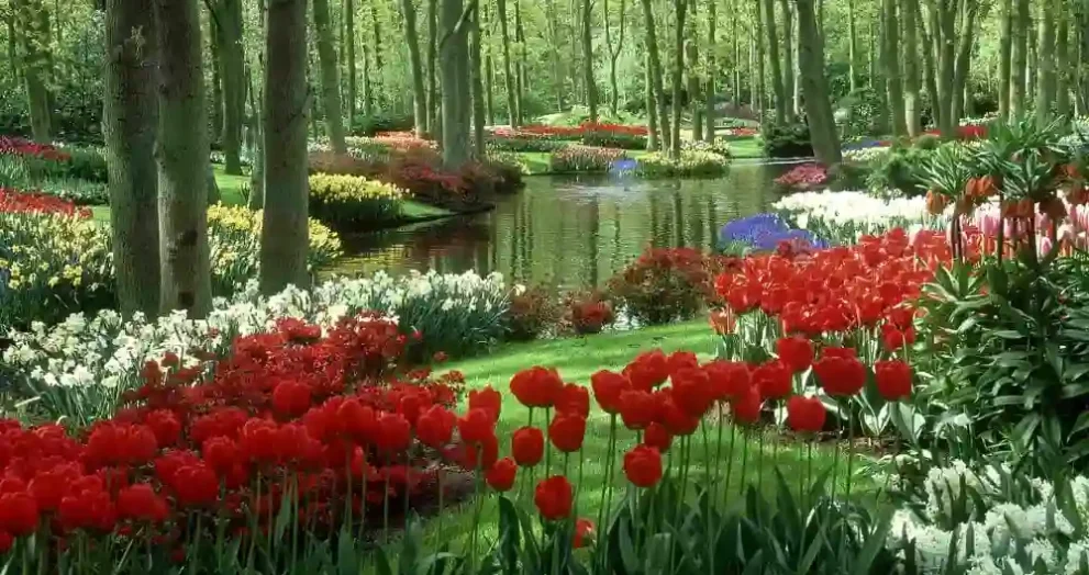 Stunning Garden