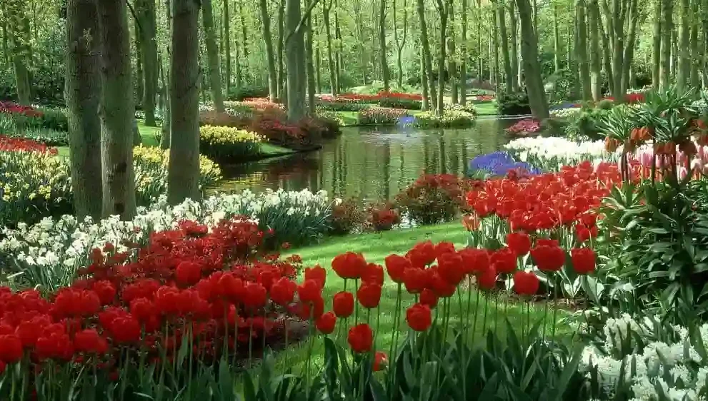 Stunning Garden